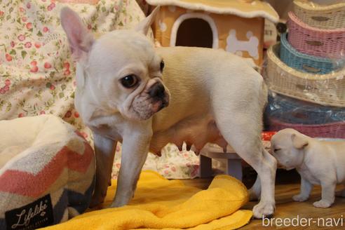 販売中のフレンチブルドッグの親犬